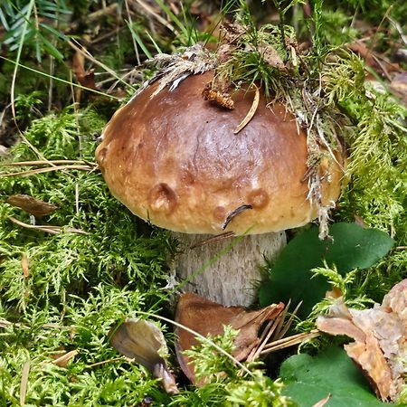 La Bourzede F3 Lejlighed Langeac Eksteriør billede