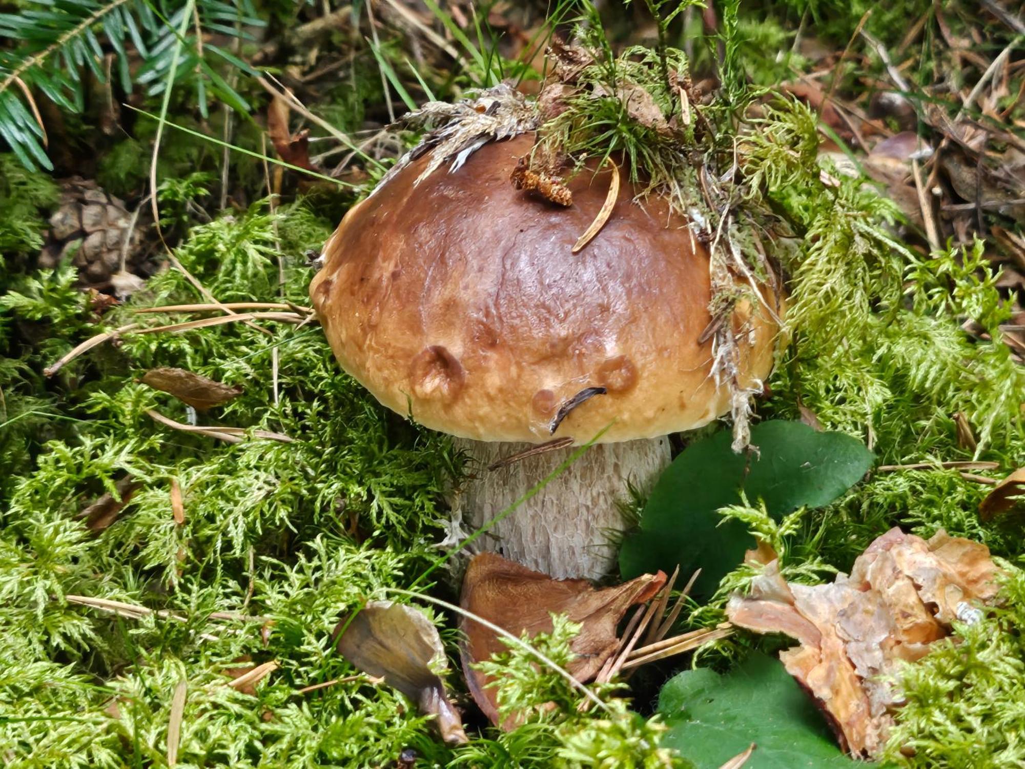 La Bourzede F3 Lejlighed Langeac Eksteriør billede